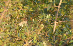 Luscinia megarhynchos