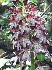 Orchis purpurea