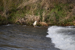 Nycticorax nycticorax