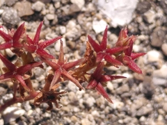Sedum cespitosum