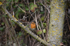 Erithacus rubecula