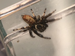 Carrhotus xanthogramma
