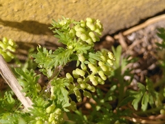 Lepidium didymum