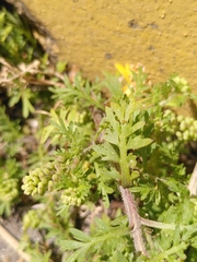 Lepidium didymum