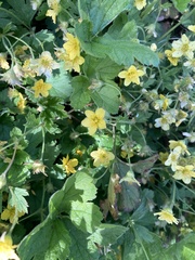 Waldsteinia