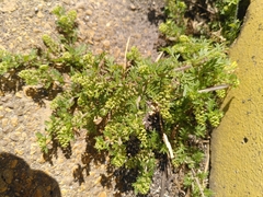 Lepidium didymum