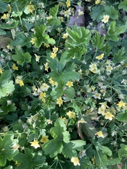 Waldsteinia