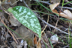 Pulmonaria saccharata