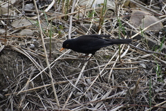 Turdus merula
