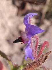 Borago officinalis