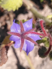 Borago officinalis