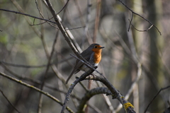 Erithacus rubecula