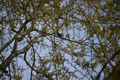 Phylloscopus collybita