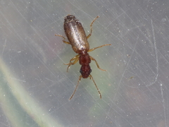 Paradromius linearis