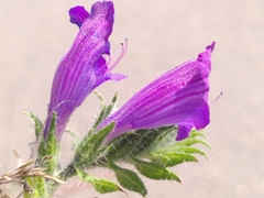 Echium sabulicola