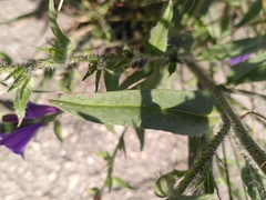 Echium sabulicola