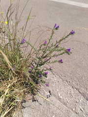 Echium sabulicola