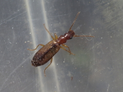 Paradromius linearis