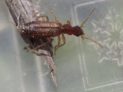 Paradromius linearis