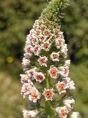 Reseda alba