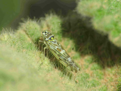 Eupteryx melissae