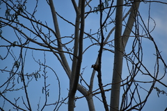 Dendrocopos major hispanus