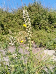 Reseda alba