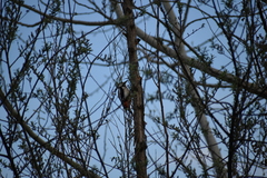 Dendrocopos major hispanus