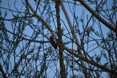 Dendrocopos major hispanus