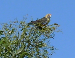 Platycercus caledonicus