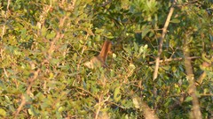 Luscinia megarhynchos