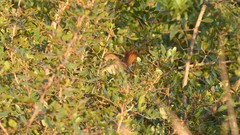 Luscinia megarhynchos