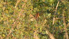 Luscinia megarhynchos