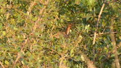 Luscinia megarhynchos