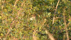 Luscinia megarhynchos