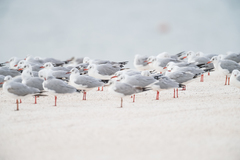 Chroicocephalus cirrocephalus