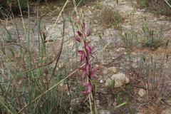 Anacamptis sancta