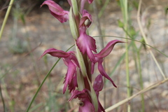 Anacamptis sancta
