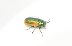 Smaragdina limbata