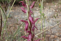 Anacamptis sancta