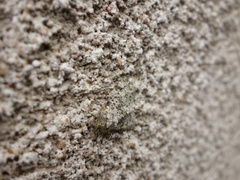 Polymixis flavicincta