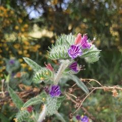 Echium angustifolium