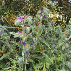 Echium angustifolium