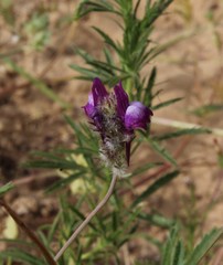 Linaria joppensis