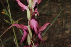 Anacamptis sancta