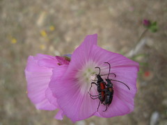 Anastrangalia laetifica