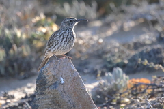Certhilauda curvirostris