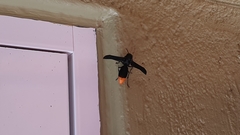Synagris analis