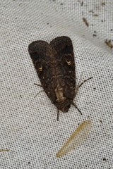 Proteuxoa marginalis