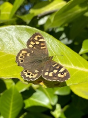 Pararge aegeria